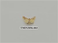 藏品(螟蛾145)的圖片